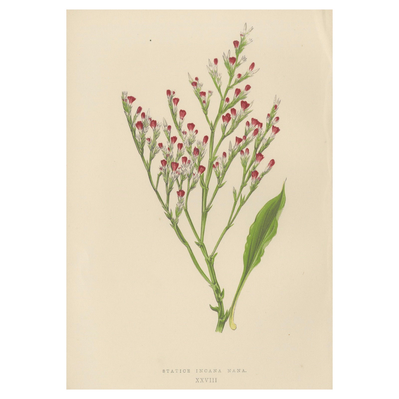 Alpine Botanical Lithograph of Dwarf Hoary Sea-lavender, 1874