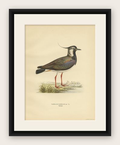Antique Bird Print of the Northern Lapwing 'Male' by Von Wright, 1929, shown framed