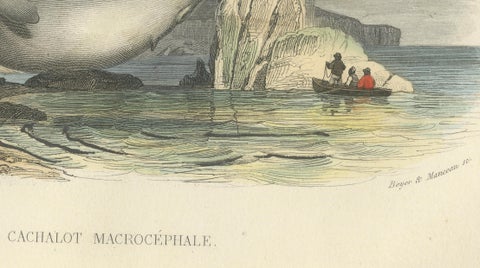 Le Cachalot Macrocéphale (Sperm Whale), Hand-Colored Engraving, 1840, close-up 3