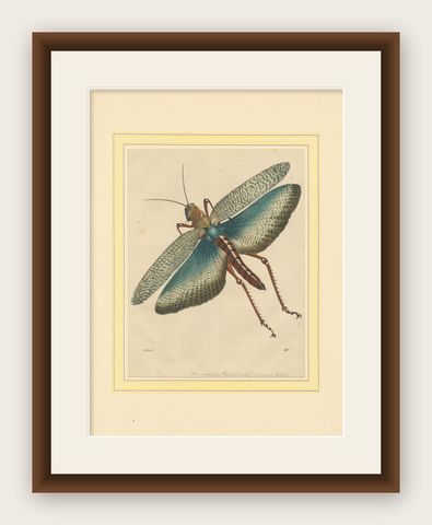 1848 Hand-Coloured Lithograph of the Large Indian Grasshopper, shown framed