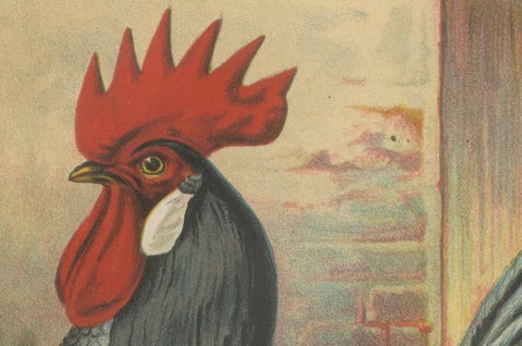 The Elegant Andalusian Chicken - A Rare 19th Century Poultry Lithograph, close-up 3