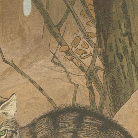 Wild Cat, Antique Zoological Print, Victorian Mammal Illustration, 1894, close-up 4
