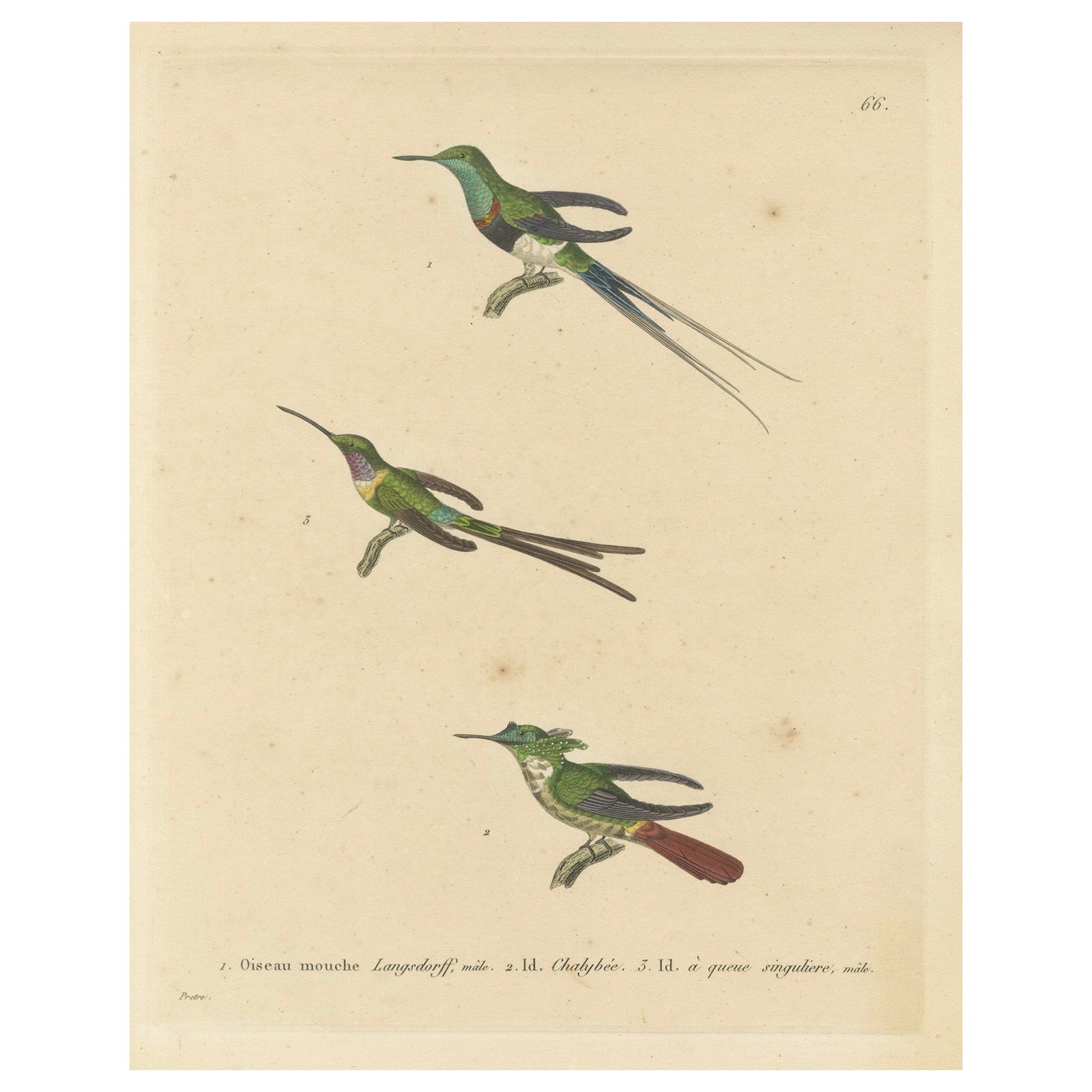 Hummingbird Engravings by Huet and Prêtre: Langsdorff, Chalybeate, Unique-tailed