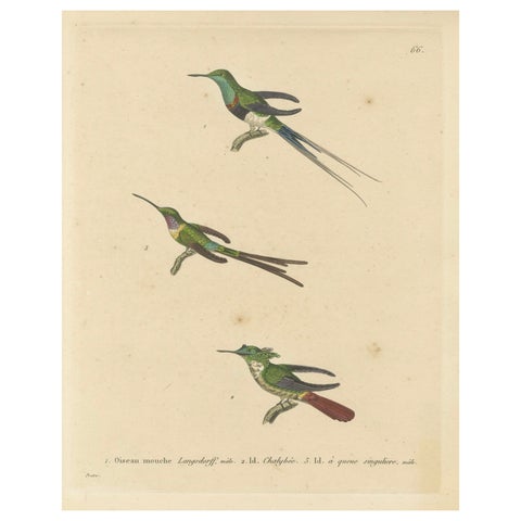 Hummingbird Engravings by Huet and Prêtre: Langsdorff, Chalybeate, Unique-tailed