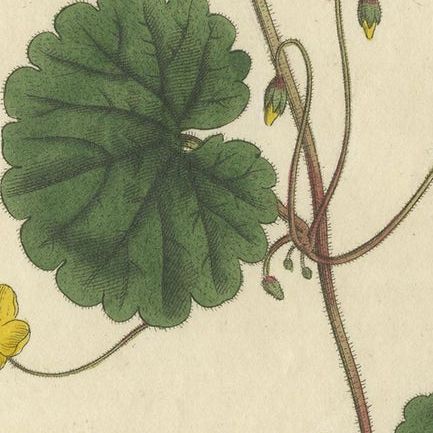 Antique Botany Print of the Trailing Disandra, close-up 4