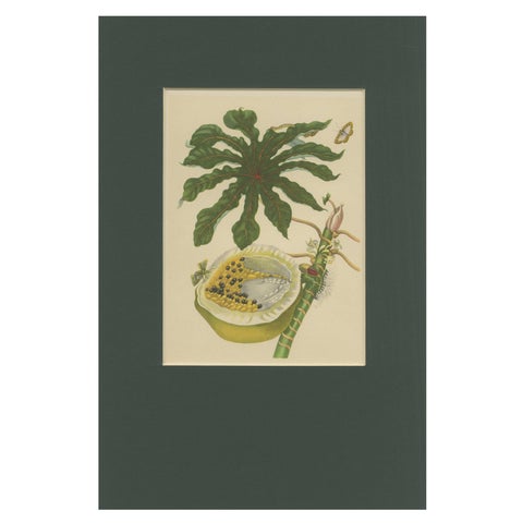 Papaya and Insects, 19th-Century Hand-Coloured Lithograph after Merian Plate 45