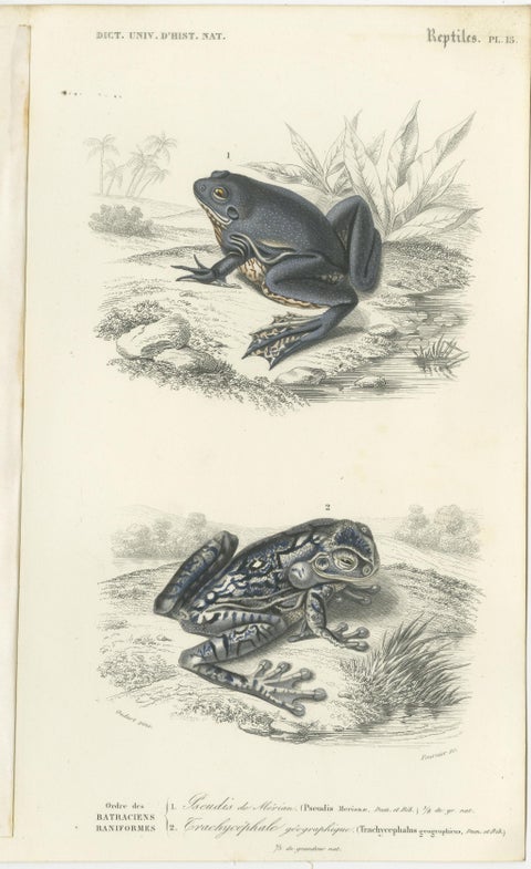 Set of 3 Antique Prints of Frogs and Toads, view 2