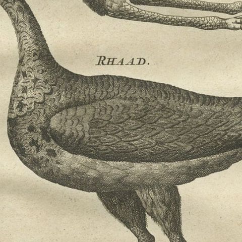 Rare Antique Bird Print of a Houbara, the Arabian Bustard and More, 1773, close-up 3
