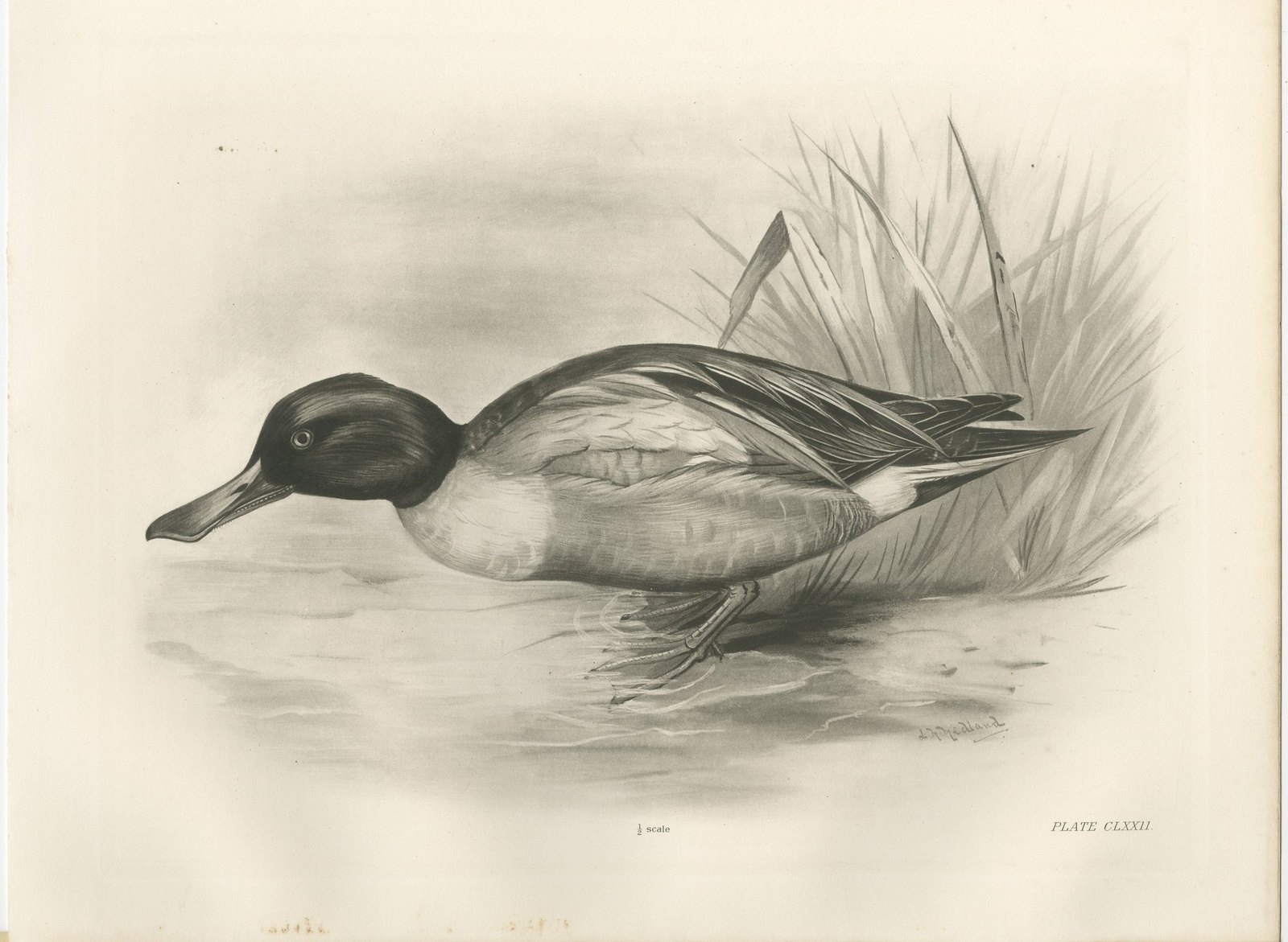 Drake on the Water, Antique Bird Print after Lilian Medland, circa 1909
