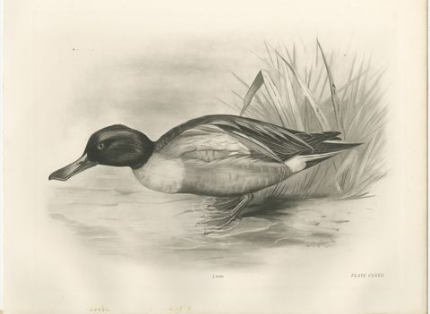 Drake on the Water, Antique Bird Print after Lilian Medland, circa 1909