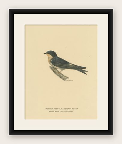Aerial Grace: The Barn Swallow Bird Print by Magnus von Wright, 1927, shown framed