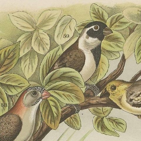 Antique Bird Print of the Red-Pileated Finch, Grosbeak and Sparrow (1886), close-up 1