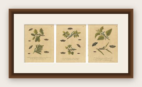 Antique Entomology Prints, English Insects on Oak, Bramble & Willow, Albin 1720, shown framed