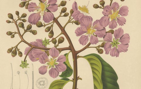 Original Antique Botanical Chromolithograph of Queen's Crape Myrtle, c. 1880, close-up 2