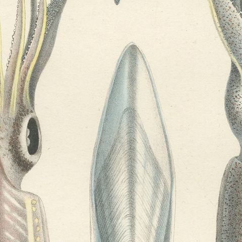 Antique Print of Sepia Bertheloti or the African Cuttlefish, 1845, close-up 2