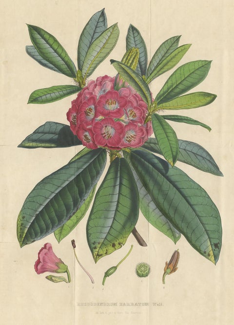 Antique Botany Print of the Rhododendron Barbatum by Van Houtte, 1849, view 2