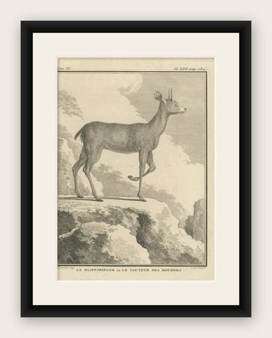 Antique Print of a Deer Species by Buffon '1782', shown framed