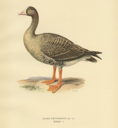Antique Bird Print of the Lesser White-Fronted Goose by Von Wright, 1929, view 4