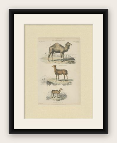 Pl. 23 Antique Print of a Dromedary, Lama and Deer by Richardson 'circa 1860', shown framed