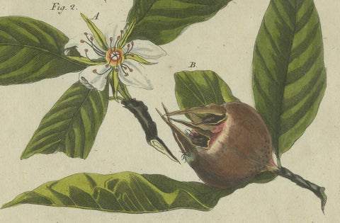 Medlar and Cornelian Cherry: Blossoms, Fruit, and Seeds, Bertuch, 1805, close-up 1