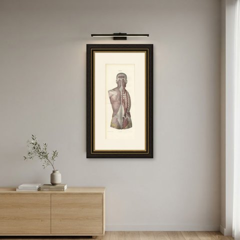 Nerves of the Whole Back, Hirschfeld Double Folding Plate, 1866, shown framed on a wall