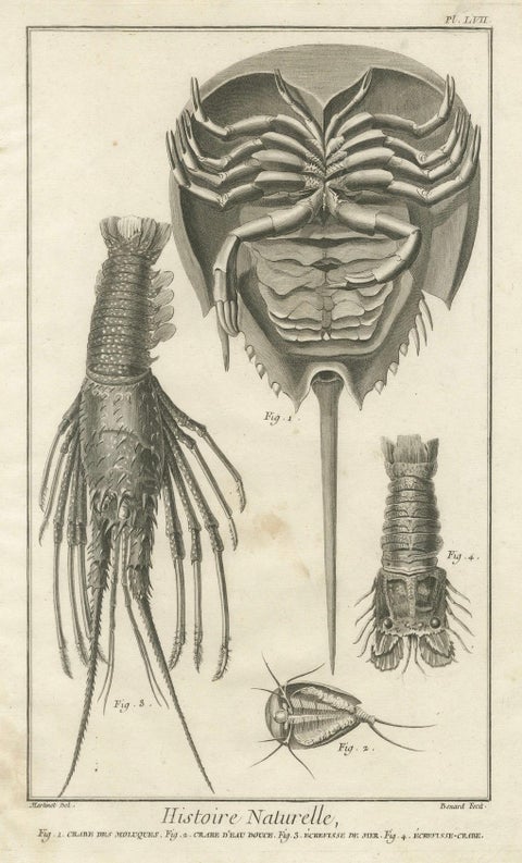 Pair of Antique Engravings of Crabs - Diderot & d’Alembert’s Encyclopédie, 1770, close-up 2