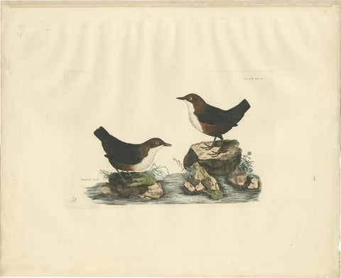 Aquatic Songbirds named Dippers Engraved by Selby and Hand-Colored, 1826, view 2