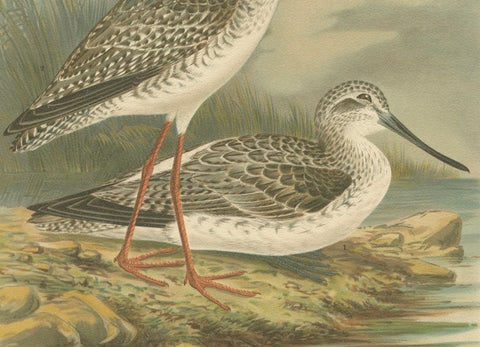 Redshank and Greenshank in Winter Plumage, Antique Bird Lithograph c.1895, close-up 1