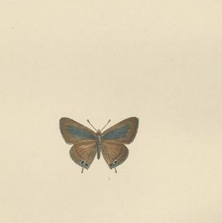 Chromatic Splendor: The Copper, Argus, and Blue of Morris's 1890 Lepidoptera, close-up 1