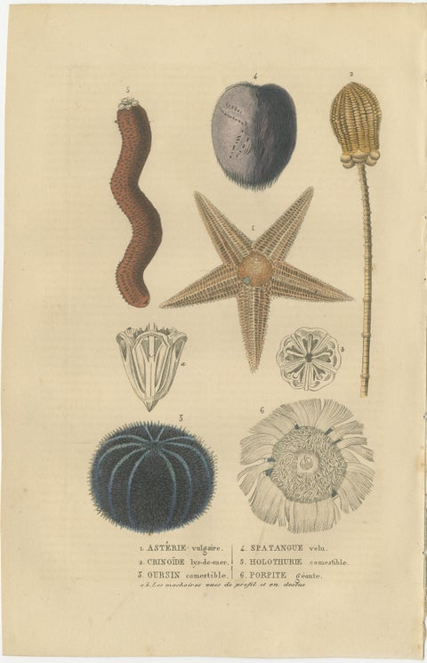 Sea Splendor: A Tapestry of Marine Life in the Mid-19th Century, 1845, view 3
