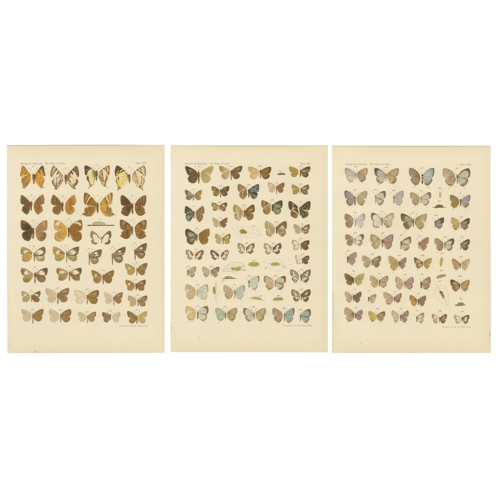 Javanese Butterflies, Three Antique Chromolithograph Plates, Java 1908–1910
