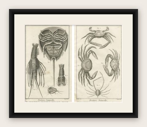 Pair of Antique Engravings of Crabs - Diderot & d’Alembert’s Encyclopédie, 1770, shown framed