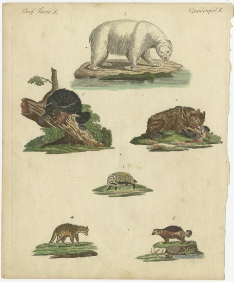 Antique Handcolored Engraving of Carnivorous Mammals, c.1800, view 2