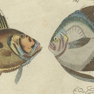 Set of 3 Antique Fish Prints, Sword Fish, John Dory, Haddock, 1832, close-up 2