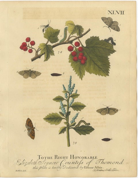 English Moths and Caterpillars on Hawthorn & Flowering Plant, Antique Print 1720, view 3