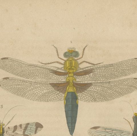 A Study of Winged Insects: An Entomological Collection from the 18th Century, close-up 5