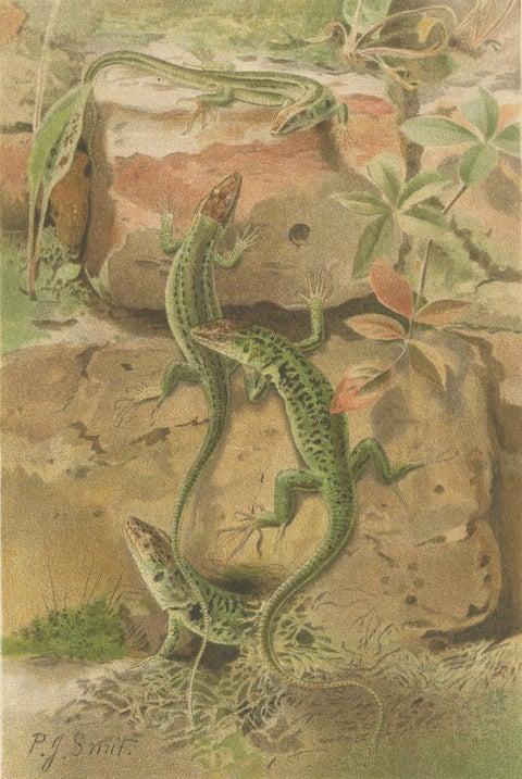 Wall Lizards, Antique Reptile Natural History Print by P.J. Smit, 1895, close-up 2