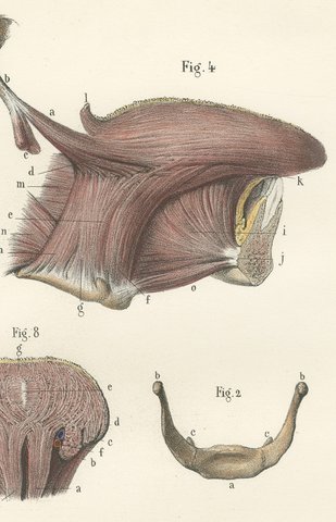 The Muscles of the Tongue and Hyoid, Antique Hirschfeld Anatomy Print, 1866, view 4
