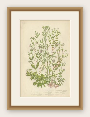 Antique Botany Print of Sea Purslane, c.1860, shown framed