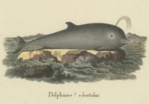 Northern Bottlenose Whale: Classic 18th Century Scientific Illustration, 1775, close-up 2