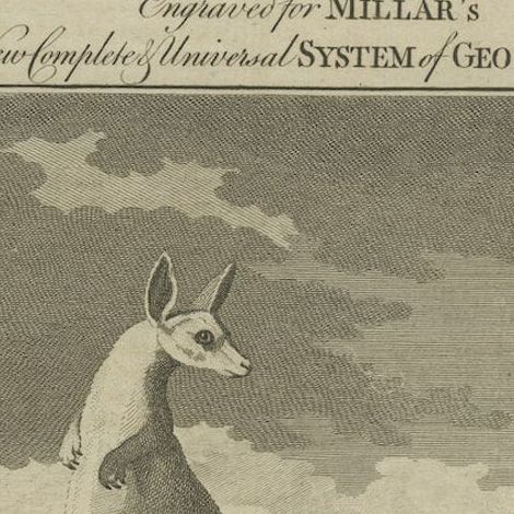 Antique Engravings of an Australian Kangaroo and a Vari of Madagascar, c.1780, close-up 1