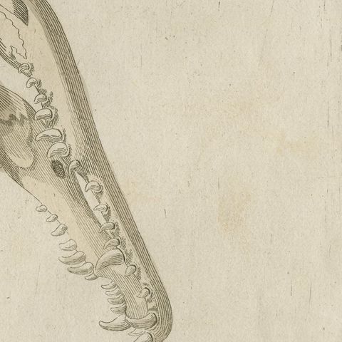 Crocodile with a Study of Its Skull, Antique Bertuch Print, Vienna, circa 1809, close-up 6