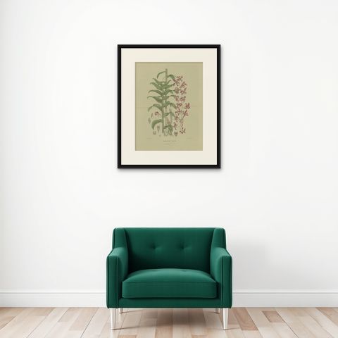 Antique Botany Print of the Dendrobium Superbiens Orchid, published in ca.1890, shown framed on a wall
