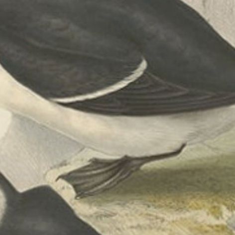 Elegant Hand-Colored Print of the Razor-Bill Auk by John Gould, c.1832, close-up 1
