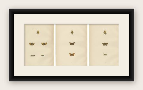 Brushstrokes and Butterflies: The Artistic Legacy of Morris's Skippers, 1890, shown framed