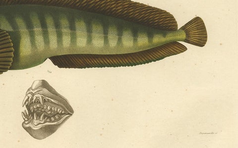Stunning Hand-Colored Antique Print of the Atlantic Wolffish or Devil Fish, 1842, close-up 3