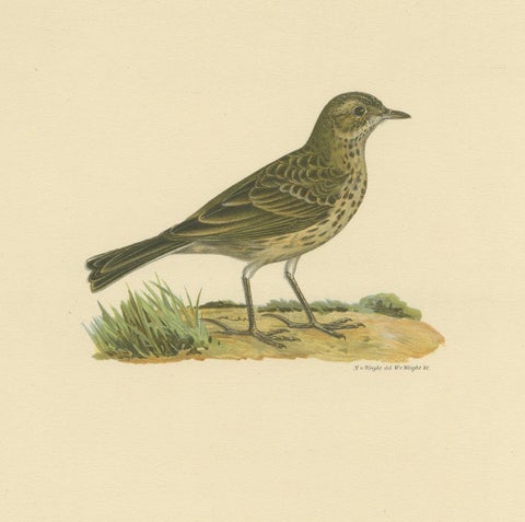 Antique Bird Print of the Meadow Pipit by Von Wright, 1927, view 2