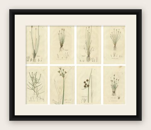 Set of 8 Antique Botanical Engravings of Spike-Rush and Bulrush Species, c.1830, shown framed