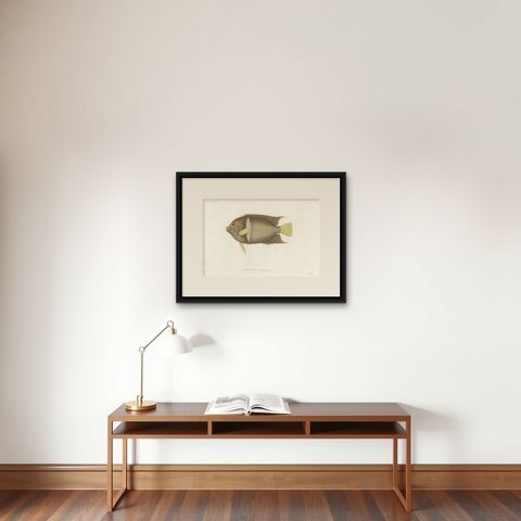 Antique Print of the King Angelfish, Hand-Colored French Lithograph, 1845, shown framed on a wall
