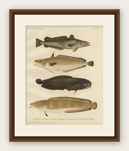 Hake, Blue Ling, Tadpole Fish, and Torsk - Fascinating Fish Lithograph, 1895, shown framed